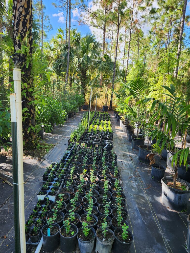 Moon Valley Nurseries: Coming Soon to North Naples | Hospitality |  gulfshorebusiness.com, image size:768x1024