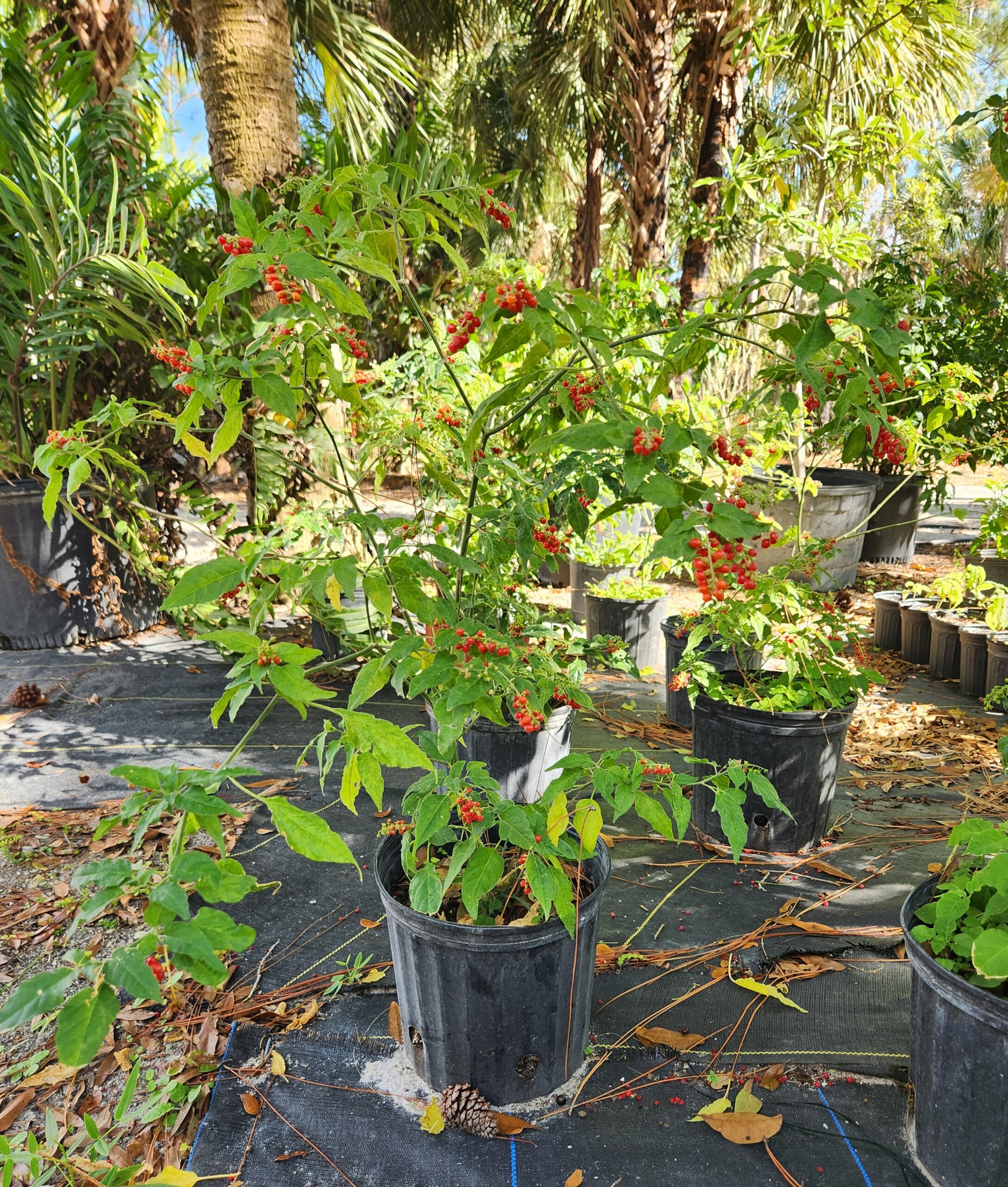 114 Amblewood Ln Unit 9-903, Naples, FL 34105 [Updated 1/5], image size:2174x2560